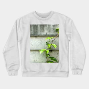 Vine of Betel plant growing up on the cement wall Crewneck Sweatshirt